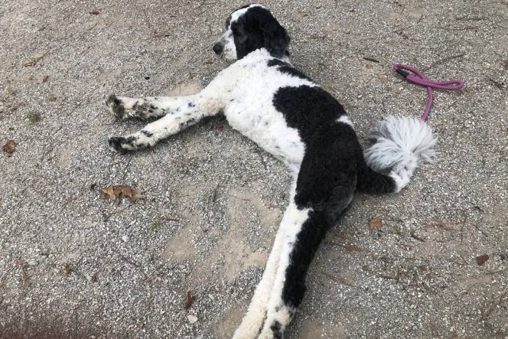 Un Saint Berdoodle allongé et semblant détendu 