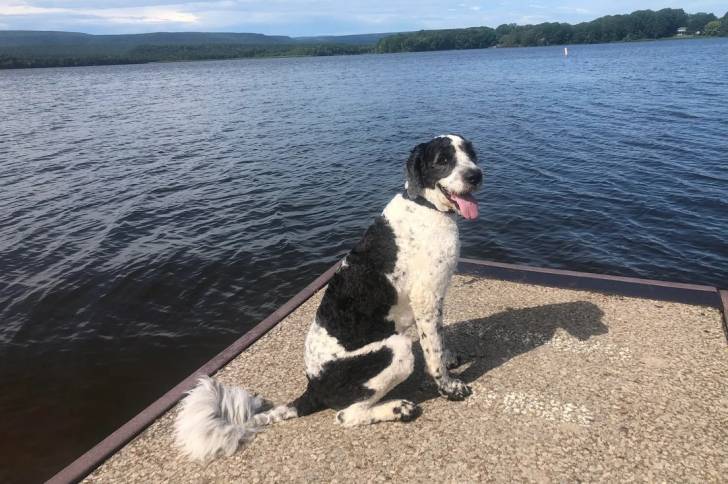 Un Saint Berdoodle assis sur un  ponton en béton et portant un collier autour du cou