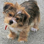 Un chiot Shorkie mignon