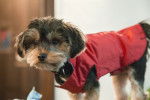 Un Shorkie équipé d'un manteau