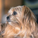 Un Shorkie couché qui à la tête tournée vers la droite