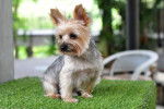 Un Shorkie sur du faux gazon de terrasse
