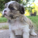 Un Shorkie assis sur du béton