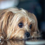 Un Shorkie en gros plan la tête posée sur une surface réfléchissante