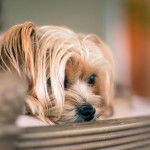 Un Shorkie en gros plan qui regarde en face