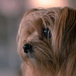 Un Shorkie en gros plan qui regarde tout droit