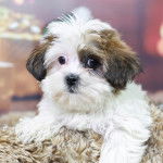 Un Shorkie au pelage blanc avec des taches brunes et noire