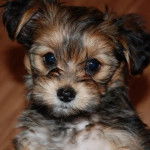 Un Shorkie evc des oreilles  légèrement tombantes, et des poils longs et doux