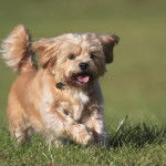 Un Shorkie de couleur fauve en train de courir sur un terrain herbeux