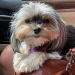 Un Shorkie bicolore allongé et porte un collier au cou il semble joyeux