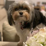 Un Shorkie tricolore debout tout en regardant la caméra et semble amusé