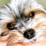 Photo en gros plan d'un Shorkie regardant la caméra