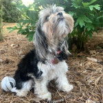 Un Shorkie assis sur des feuilles mortes tout en regardant vers le haut il semble attentif
