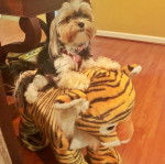 Un Shorkie bicolore assis sur une peluche et semble joueur 