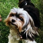 Un Shorkie de pelage noir et brun debout sur une surface herbacée et semble joyeux