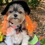 Un Shorkie tricolore assis et porte un chapeau noir il semble apaisé