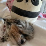 Un Shorkie bicolore allongé et semble endormi 