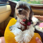 Un Shorkie de pelage marron et blanc allongé en regardant la caméra 