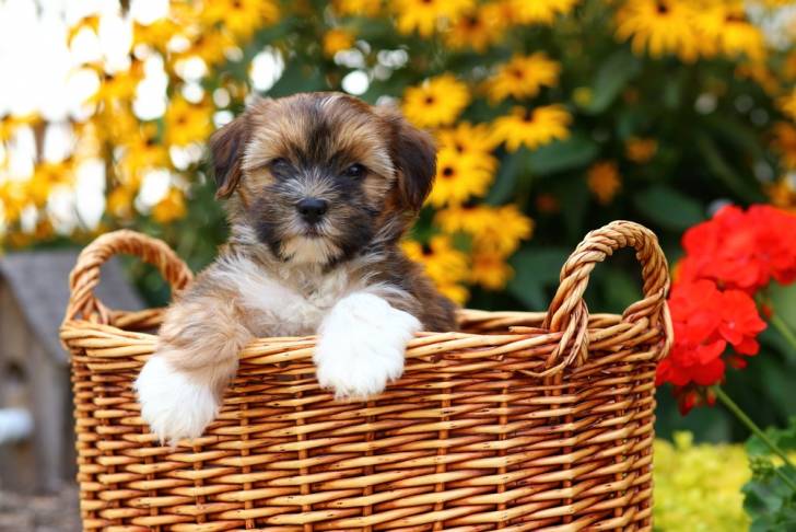 Un Shorkie dans un panier en osier