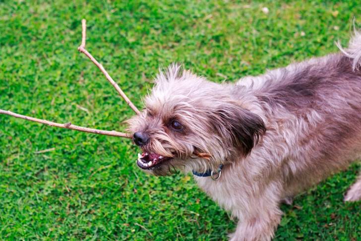 Un Shorkie avec un bâton dans la bouche