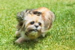 Un Shorkie qui court dans l'herbe
