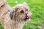 Un Shorkie qui se lèche les babines dans l'herbe