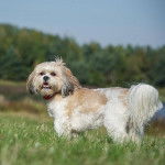 Un Silky Tzu au pelage bicolore, debout sur un terrain herbeux et portant un collier autour du cou