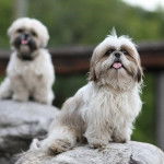 Deux Silky Tzu aux pelages bicolores, assis sur des pierres et tirant la langue