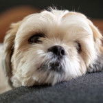 Un Silky Tzu au pelage bicolore, ayant la tête posée sur un coussin et regardant vers la caméra