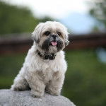 Un Silky Tzu assis sur pierre, portant un collier autour du cou et tirant la langue