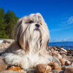 Un Silky Tzu au pelage tombant, allongé sur des morceaux de pierres