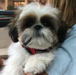 Un Silky Tzu au pelage bicolore, tenu dans les bras d'une femme, portant un harnais et regardant vers la caméra