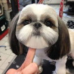 Un Silky Tzu au pelage bicolore, ayant les oreilles tombantes et le menton tenu par le doigt d'une personne