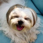 Un Silky Tzu au pelage bicolore, ayant les yeux fermés et tirant légèrement la langue