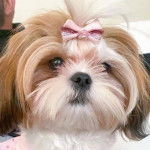 Gros plan d'un Silky Tzu au pelage bicolore, portant un noeud sur la tête et regardant la caméra