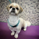 Un Silky Tzu au pelage bicolore, assis sur une table et qui est tenu en laisse