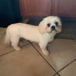 Un Silky Tzu au pelage bicolore, debout sur un sol carrelé et regardant la caméra