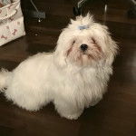 Un Silky Tzu au pelage tombant, assis sur un plancher en bois et regardant la caméra