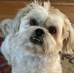 Un Silky Tzu au pelage bicolore, assis sur un tapis, et montrant légèrement ses crocs