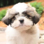 Gros plan d'un Silky Tzu au pelage tricolore, regardant la caméra