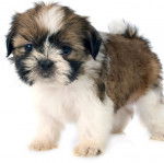 Gros plan d'un Silky Tzu au pelage tricolore, debout sur un fond blanc