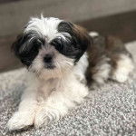 Gros plan d'un Silky Tzu au pelage bicolore, allongé sur un tapis et regardant la caméra