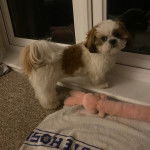 Un Silky Tzu au pelage bicolore, debout près d'une porte et regardant vers la caméra