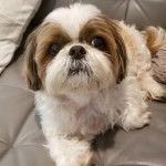 Un Silky Tzu au pelage bicolore, allongé dans un canapé et regardant la caméra