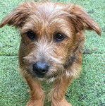 Un Silky Tzu au pelage bicolore, assis sur un terrain gazonné