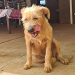 Un Silky Tzu au pelage bicolore, assis sur un plancher en bois et se léchant les babines