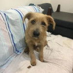 Un Silky Tzu au pelage fauve, assis sur un lit et regardant la caméra