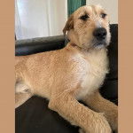 Un Silky Tzu au pelage bicolore, allongé sur un canapé