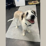Un Silky Tzu debout sur un petit tapis, ayant la gueule ouverte et portant un collier autour du cou