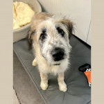 Un Silky Tzu au pelage tricolore, debout sur une coussin et regardant la caméra